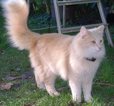 2010070401_dino_m.jpg